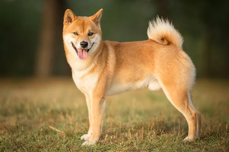 Imo Inu